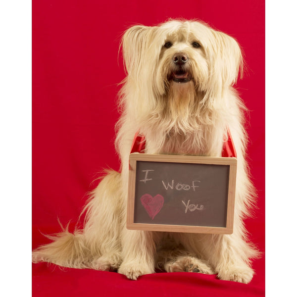 Holiday Red Fabric Backdrop