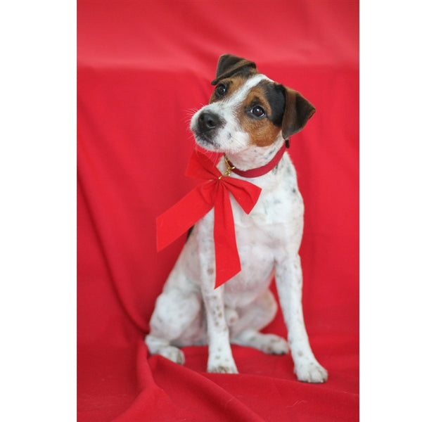 Holiday Red Fabric Backdrop