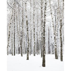 Winter Birchwood Printed Backdrop