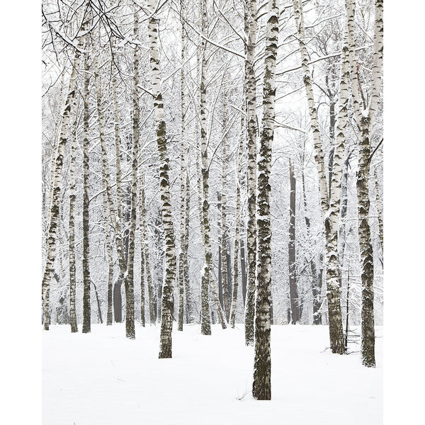 Winter Birchwood Printed Backdrop