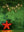 Bright Red Star Christmas Backdrop