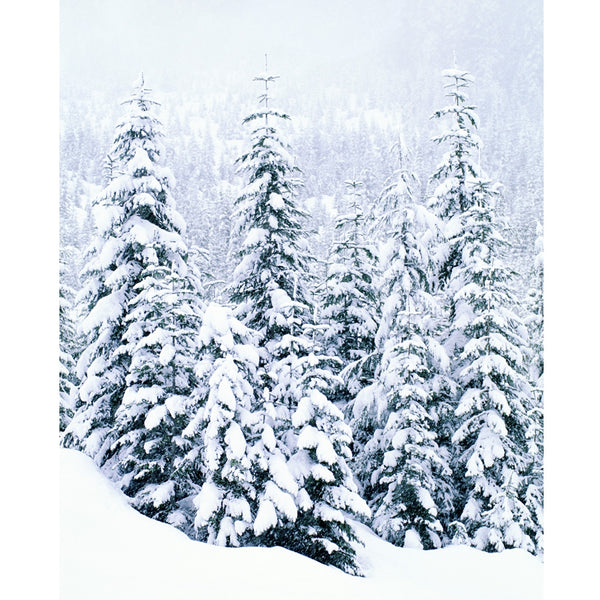 Snow-Covered Trees Printed Backdrop