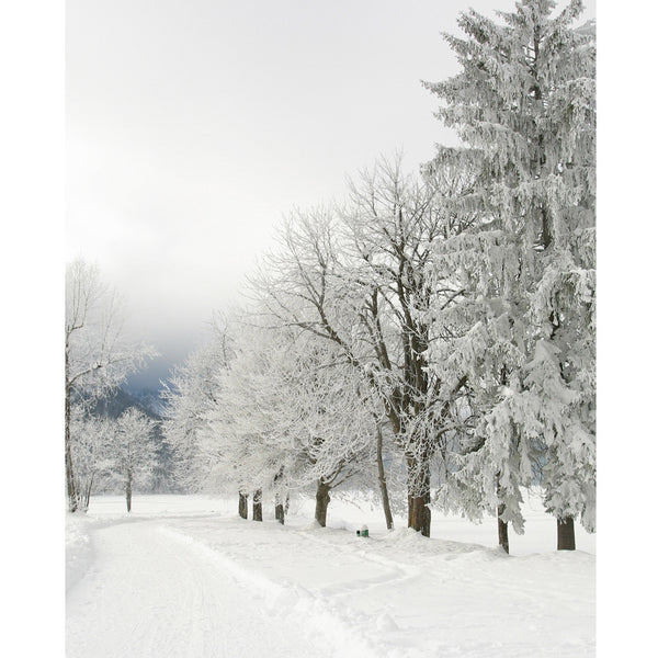 Snowy Back Road Printed Backdrop