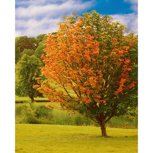 Country Afternoon Printed Backdrop