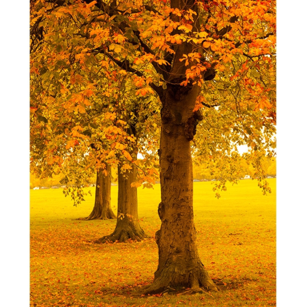 Fall in the Grove Printed Backdrop | Backdrop Express Fall in the Grove ...
