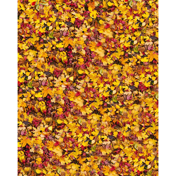 Autumn Leaves Printed Backdrop