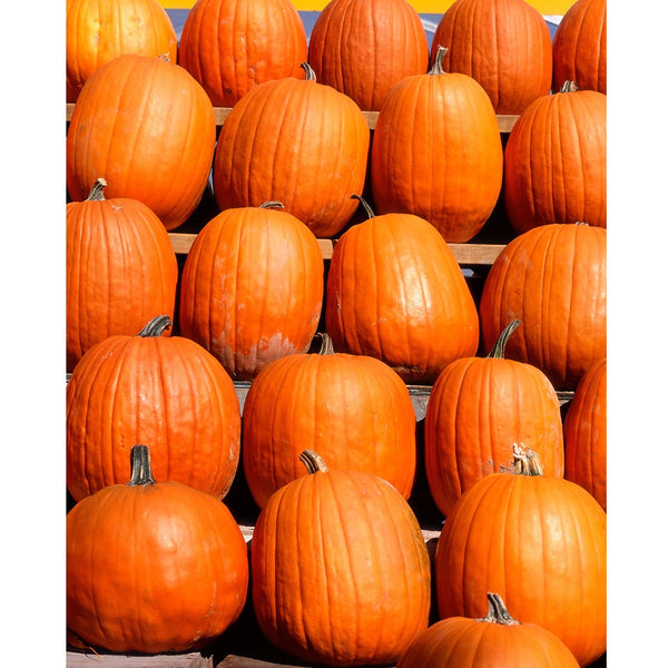 Wall of Pumpkins Printed Backdrop