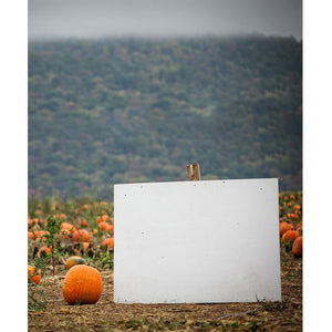 Pumpkin Patch Printed Backdrop