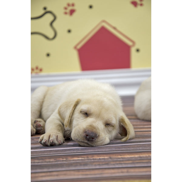 Dog House Patterned Printed Backdrop