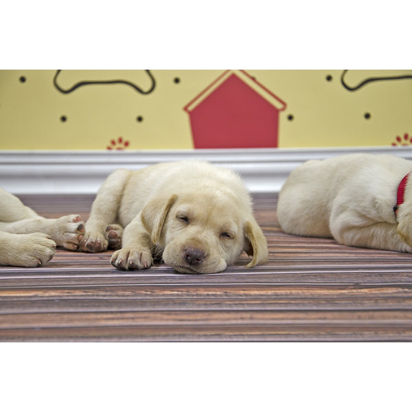 Dog House Patterned Printed Backdrop