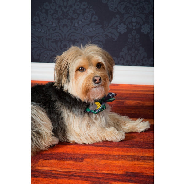 gray damask backdrop with dog