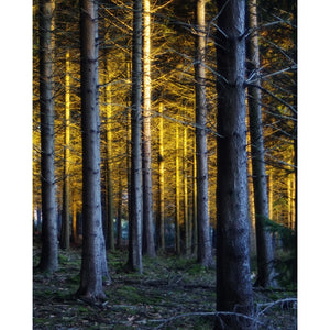 Enchanted Forest Printed Backdrop