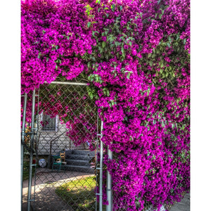 Purple Passion Scenic Backdrop