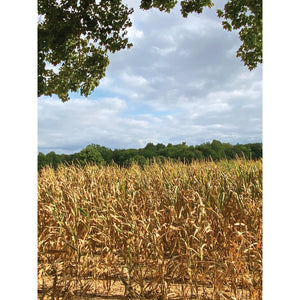 Fall Cornfield Printed Backdrop