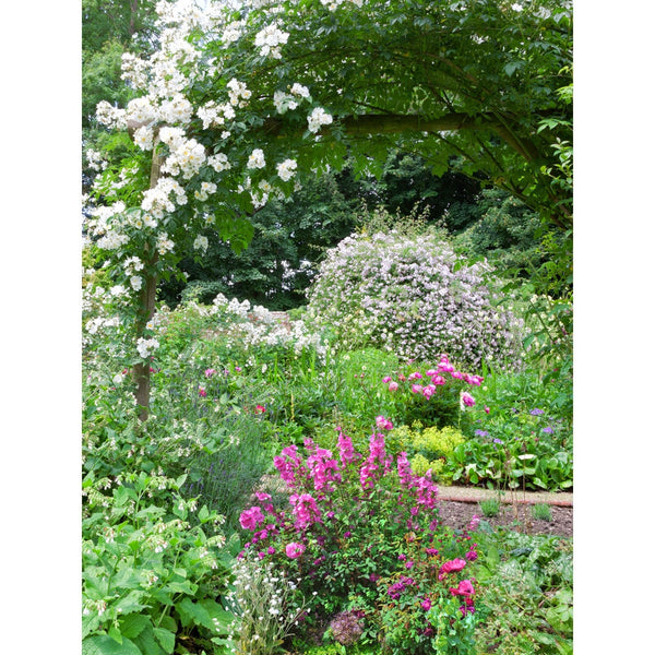 Botanical Garden Printed Backdrop