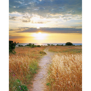 Sunset Path Printed Backdrop