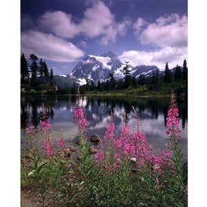 Spring Meadow Printed Backdrop